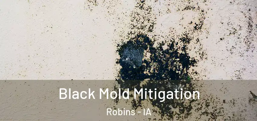  Black Mold Mitigation Robins - IA
