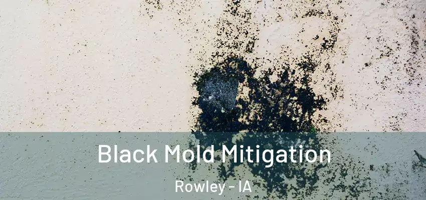  Black Mold Mitigation Rowley - IA