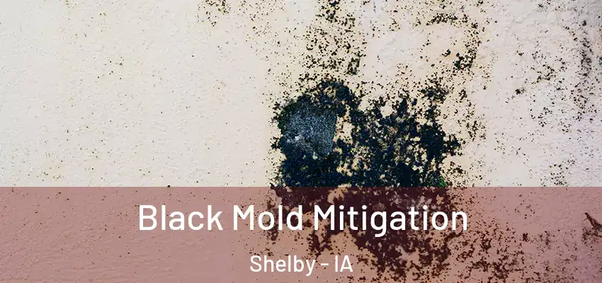 Black Mold Mitigation Shelby - IA