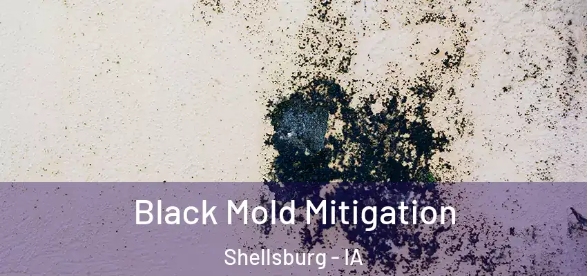 Black Mold Mitigation Shellsburg - IA