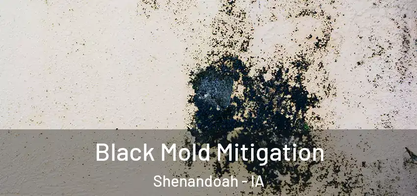Black Mold Mitigation Shenandoah - IA