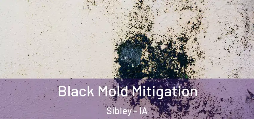  Black Mold Mitigation Sibley - IA