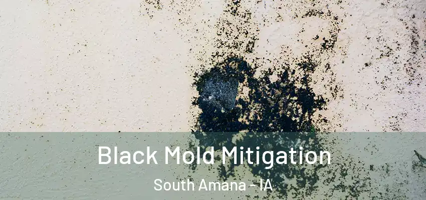 Black Mold Mitigation South Amana - IA