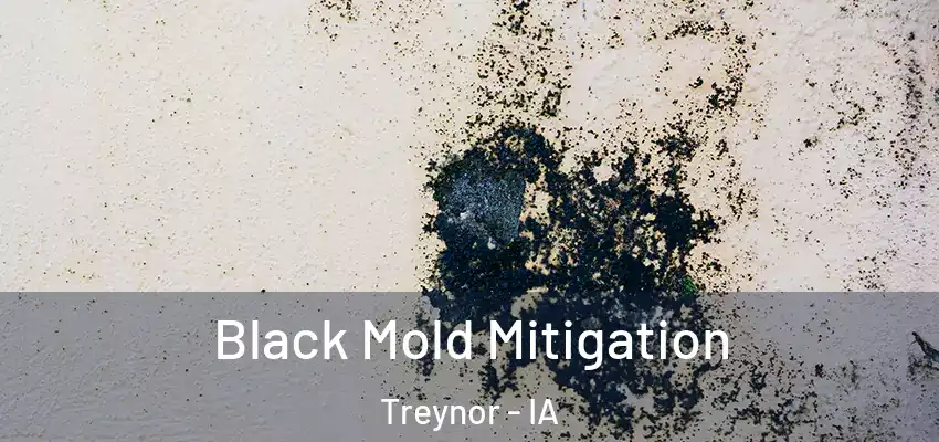  Black Mold Mitigation Treynor - IA