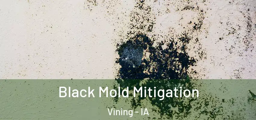 Black Mold Mitigation Vining - IA