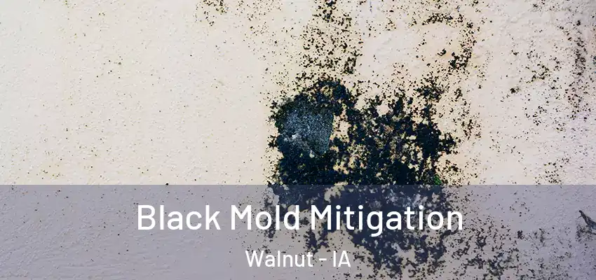  Black Mold Mitigation Walnut - IA