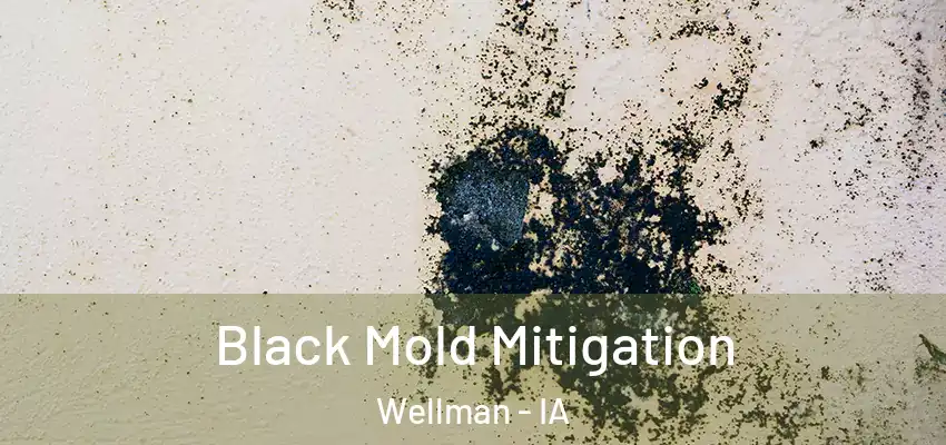  Black Mold Mitigation Wellman - IA