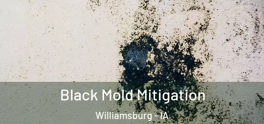  Black Mold Mitigation Williamsburg - IA