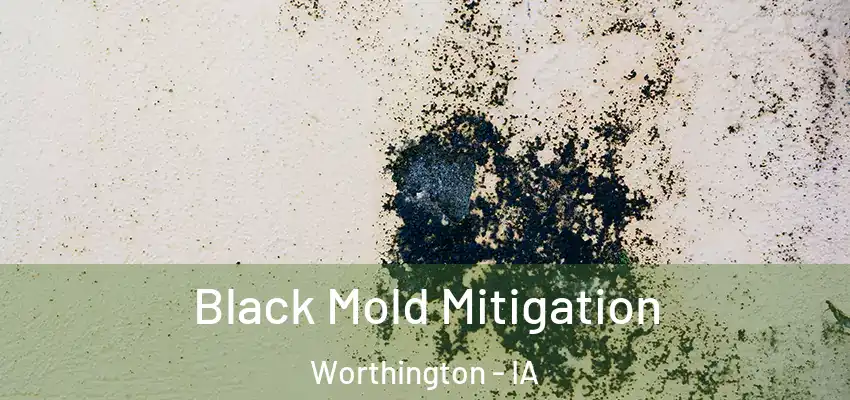  Black Mold Mitigation Worthington - IA
