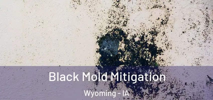  Black Mold Mitigation Wyoming - IA