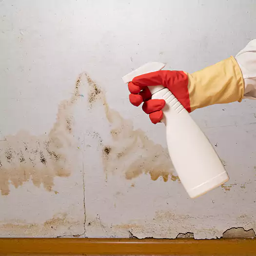 Trusted Black Mold Mitigation Specialists in Dunlap, IA