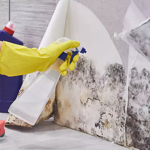 Reliable Mold Abatement Specialists in Dunlap, IA