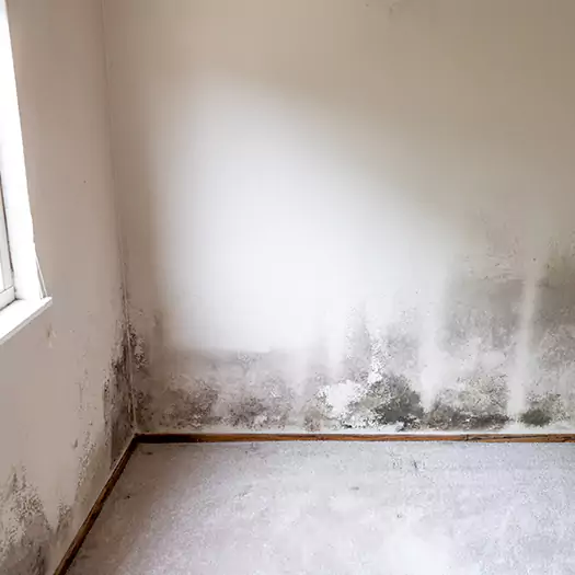 Trusted Mold Cleanup Specialists in Dunlap, IA