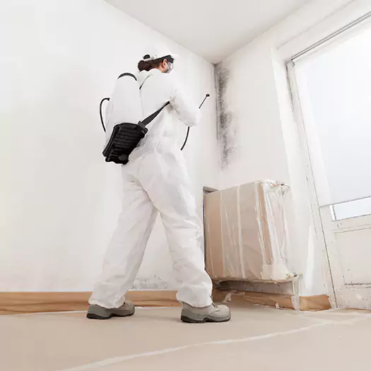 Trusted Mold Damage Experts in Dunlap, IA