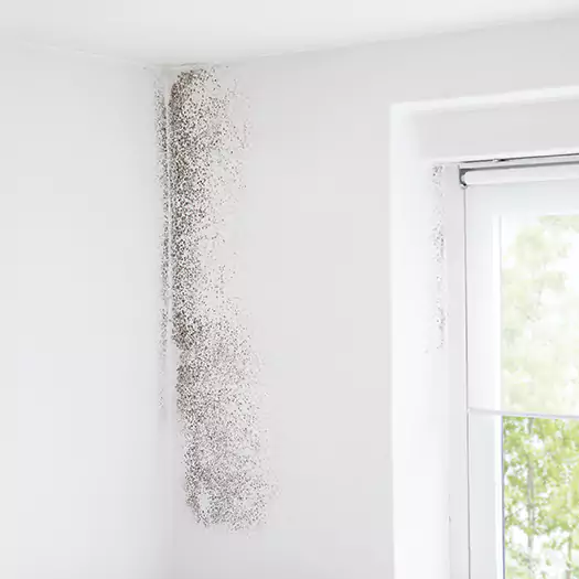 Trusted Mold Eradication Professionals Serving in Oxford Junction, IA