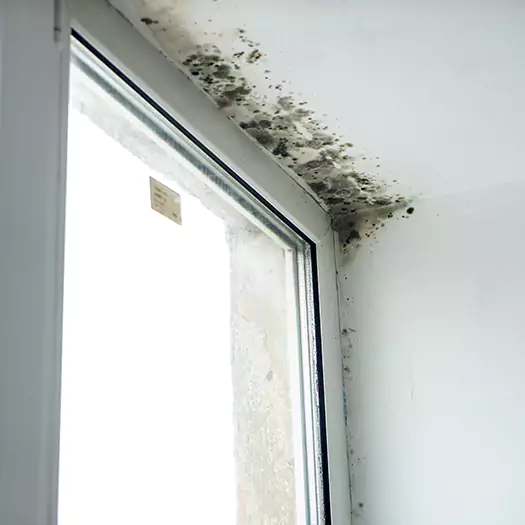 Trusted Mold on Bathroom Ceiling Experts in Dunlap, IA