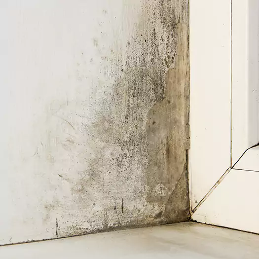 Skilled Mold on Drywall Experts in Dunlap, IA