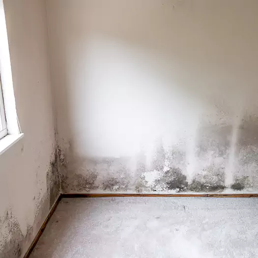 Trusted Mold on the Wall Experts in Dunlap, IA