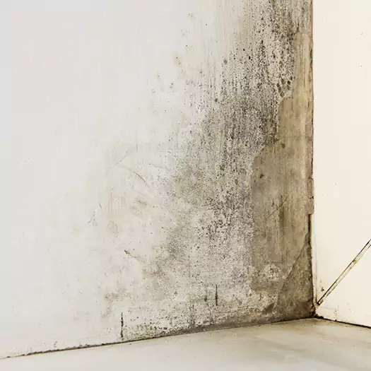 #1 Mold Remediation and Removal Experts in Dunlap, IA