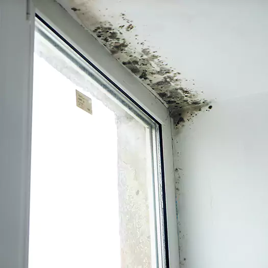 Reliable Mold Treatment Specialists in Dunlap, IA