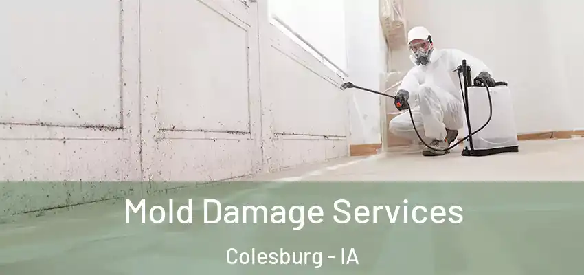  Mold Damage Services Colesburg - IA