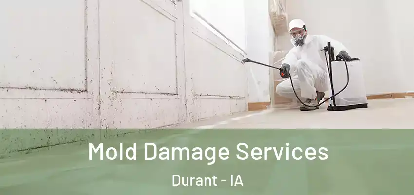 Mold Damage Services Durant - IA