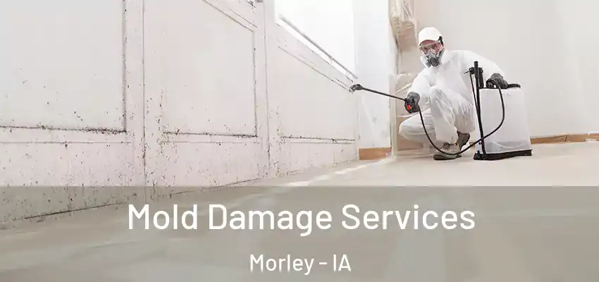  Mold Damage Services Morley - IA