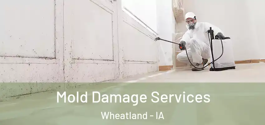  Mold Damage Services Wheatland - IA