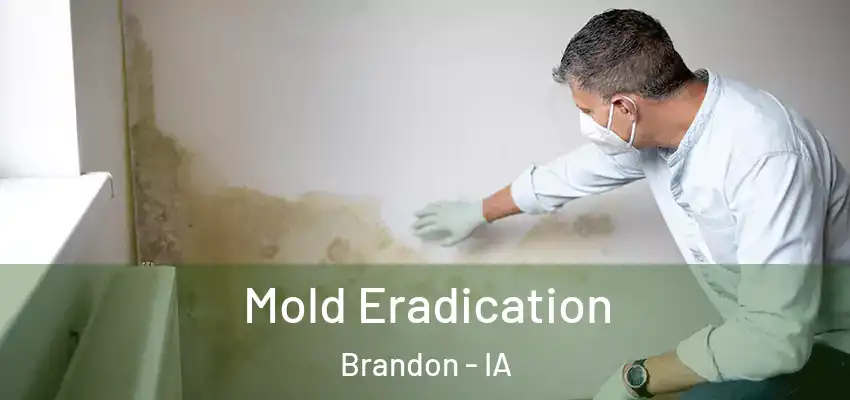  Mold Eradication Brandon - IA