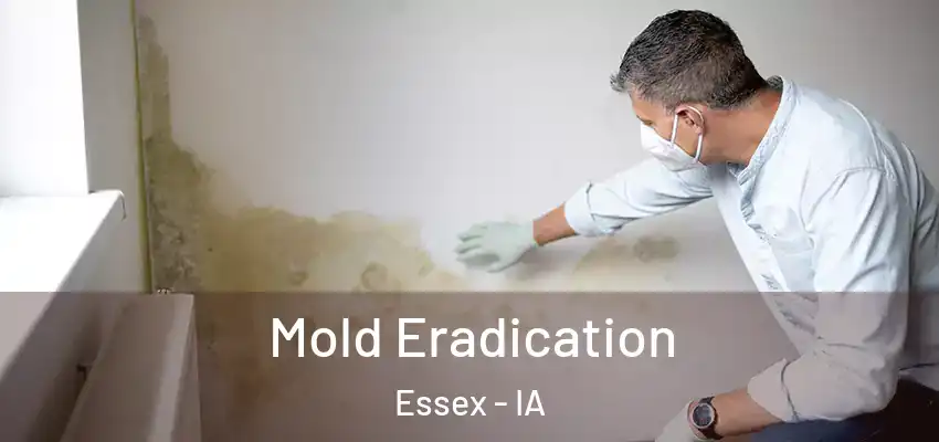 Mold Eradication Essex - IA