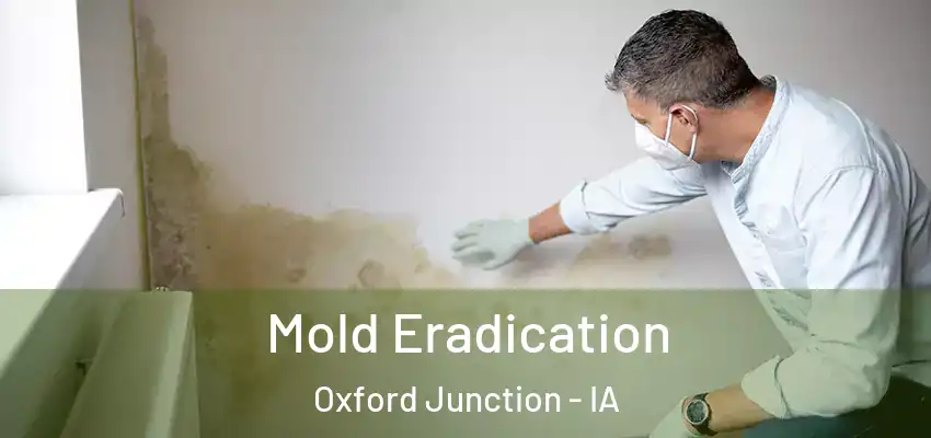Mold Eradication Oxford Junction - IA