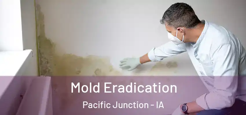  Mold Eradication Pacific Junction - IA