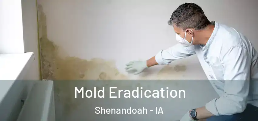  Mold Eradication Shenandoah - IA