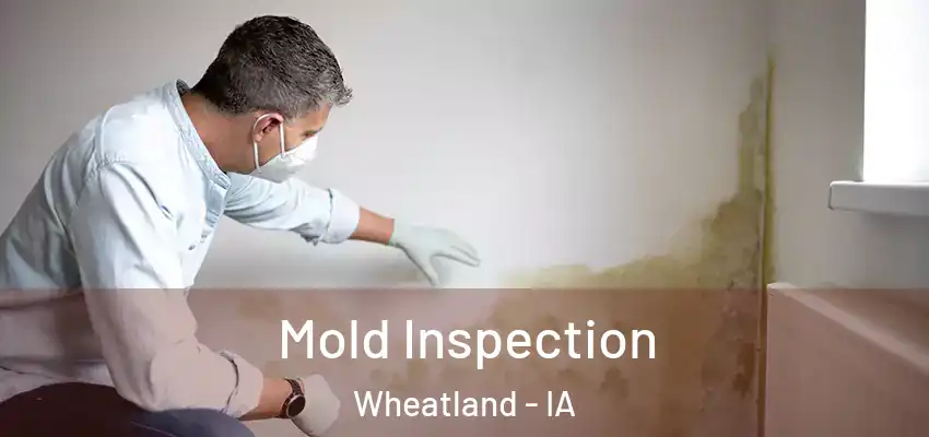 Mold Inspection Wheatland - IA