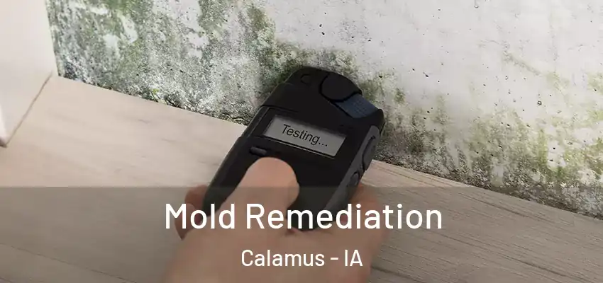 Mold Remediation Calamus - IA