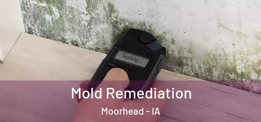 Mold Remediation Moorhead - IA