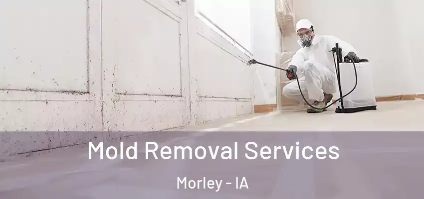  Mold Removal Services Morley - IA
