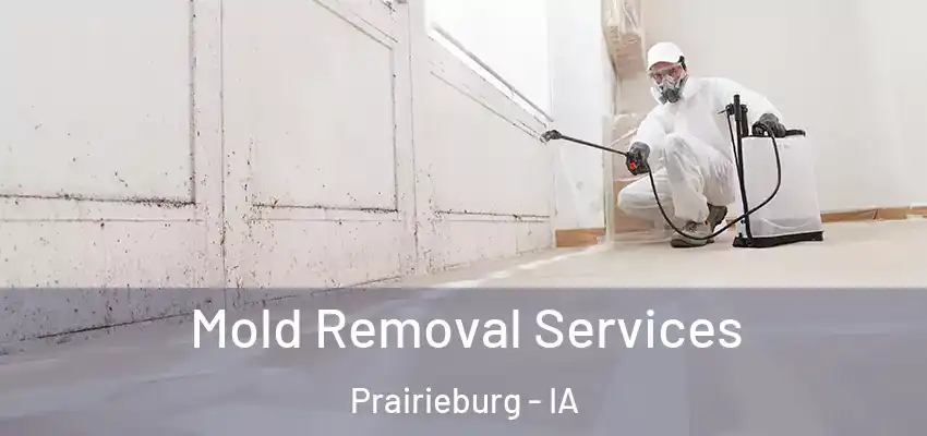  Mold Removal Services Prairieburg - IA