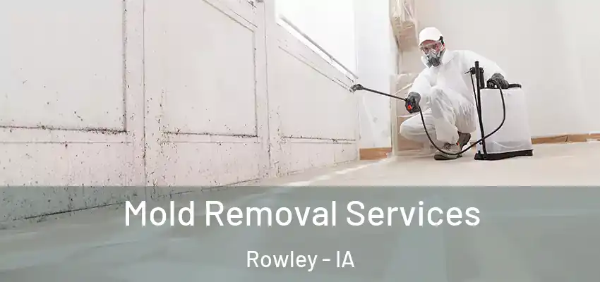 Mold Removal Services Rowley - IA