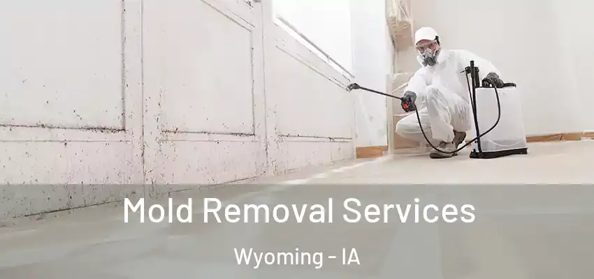 Mold Removal Services Wyoming - IA